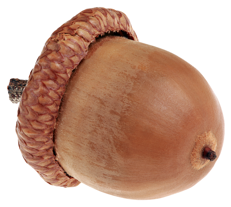 One Acorn 